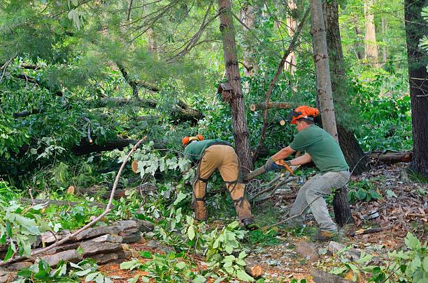 Tree Service Company in Ava, MO